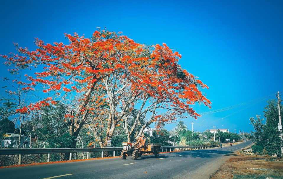 Cây Phượng Vĩ