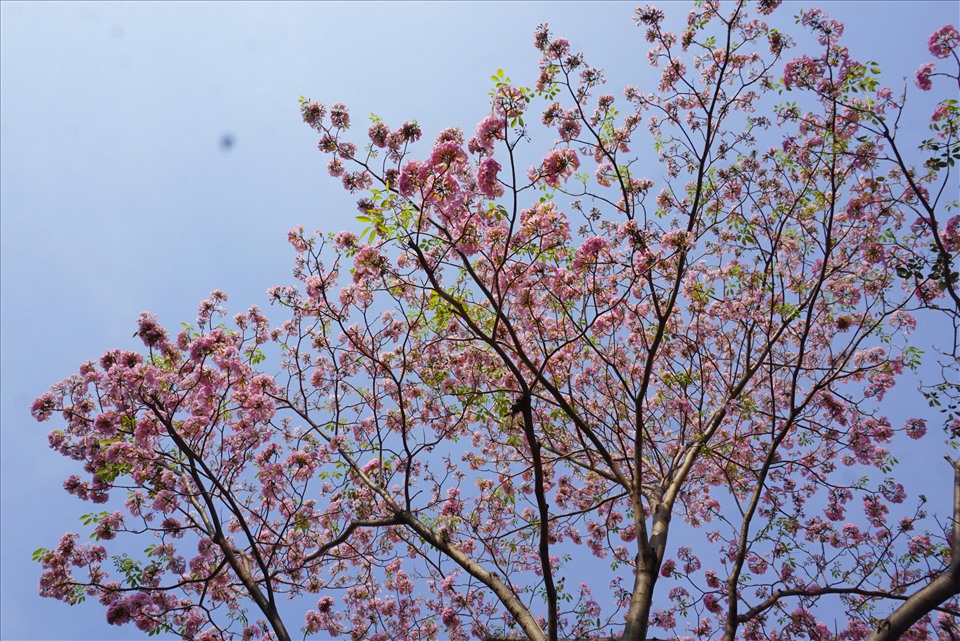 kèn hồng công trình