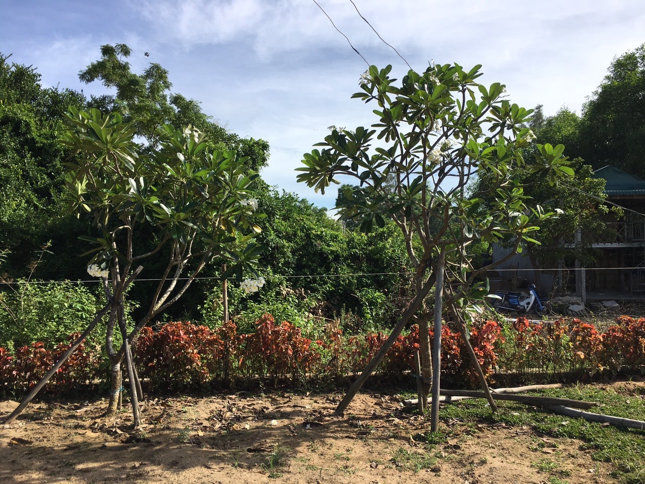 Giá cây sứ trắng tại vườn