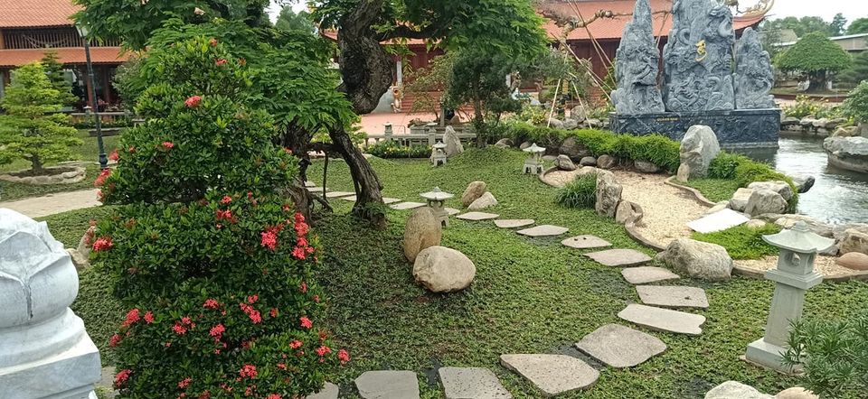 So Sánh Cỏ Lá Gừng Thái Và Cỏ Lá Gừng Thường