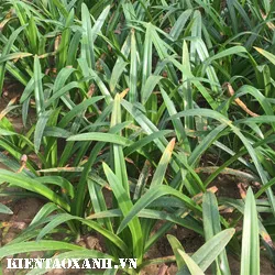 Cây Bạch Trinh Biển