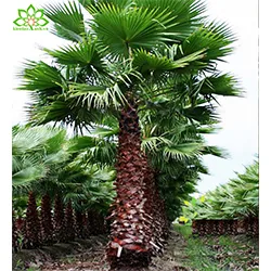 Cây Cọ Mỹ