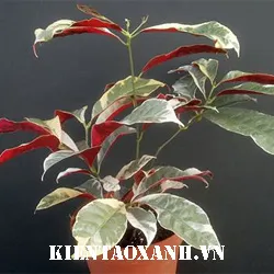 Cây Đơn Lá Đỏ