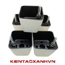 Chậu Tự Dưỡng Vuông Bầu