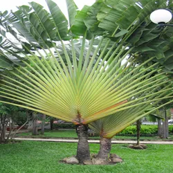 Cây Chuối Rẻ Quạt
