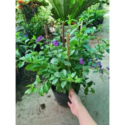 CÂY CHUỖI NGỌC - CÂY TRỒNG VIỀN