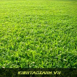Cây Cỏ Gừng
