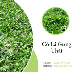 Cỏ Lá Gừng Thái Lan