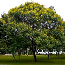 Cây Lim Xẹt