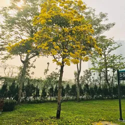 CÂY CHUÔNG VÀNG
