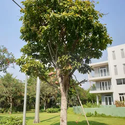 CÂY SALA