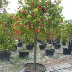 CÂY TRÀM BÔNG ĐỎ- TRÀM LIỄU