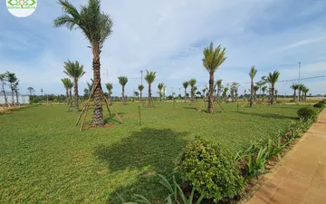 CỎ LÁ GỪNG - CÁC YẾU TỐ ẢNH HƯỜNG ĐẾN ĐỘ BỀN CỦA THẢM CỎ LÁ GỪNG