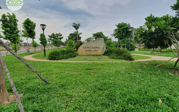 Cỏ lá gừng-Cách trồng cỏ lá gừng Thái Lan nhanh và tiết kiệm nhất 2021