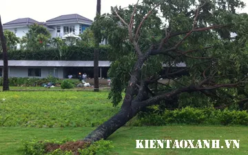 6 Loại Cây Xanh Giúp Chống Bão