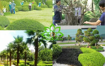 Kiến Thức Tổng Hợp Bảo Dưỡng Cây Cảnh Ngoại Thất (Cây Công Trình)