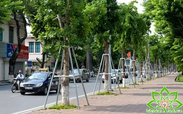 Dịch vụ bảo dưỡng và chăm sóc cây xanh đường phố