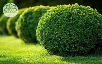 Cách Bố Trí Cây Ngâu Tán Tròn Trong Cảnh Quan