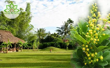 Cây Ngâu Và Ý Nghĩa Phong Thủy