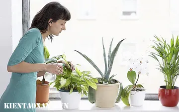 Top 5 Loại Cây Cảnh Thanh Lọc Không Khí Được NASA Gợi Ý Nên Trồng