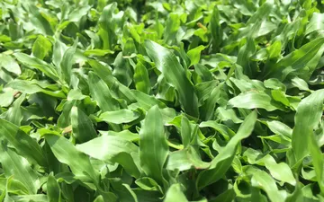 CUNG CẤP CỎ LÁ GỪNG THÁI LAN TẠI QUÃNG NGÃI - MIỀN TRUNG CHẤT LƯỢNG NHẤT