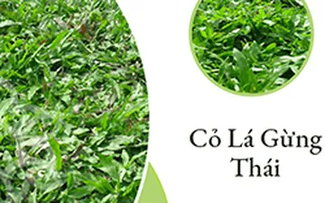 Vì Sao Cỏ Gừng Thái Lan Lại Được Ưa Chuộng Trong Cảnh Quan