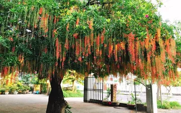 Top 8 Cây Bóng Mát Trước Nhà Đẹp , Dễ Trồng , Dễ Chăm Sóc