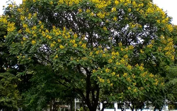 Tổng Hợp Các Loại Cây Công Trình Được Yêu Thích Tại Miền Trung