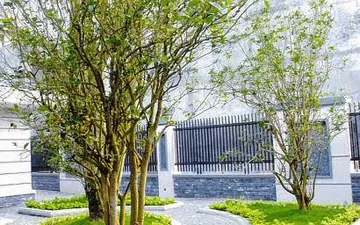 Cây Mộc Hương Là Cây Gì ? Tại Sao Cây Lại Mắc Và Có Ý Nghĩa , Công Dụng Gì ?