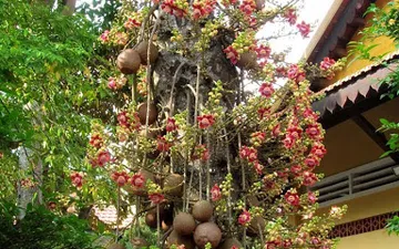Top 10 Chủng Loại Cây Phù Hợp Trồng Trong Nhà Thờ - Chùa - Đền Thờ