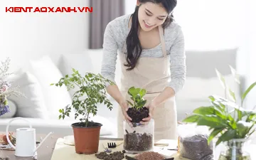 Tiêu Chuẩn Chăm Sóc Cây Nội Thất - TMC