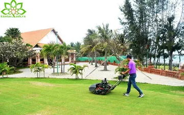 Công tác bảo dưỡng cây xanh cho biệt thự-nhà dân dụng-nhà phố 