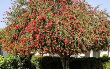 Cây Tràm Hoa Đỏ Là Cây Gì ? Có Phải Cây Liễu Rũ Không ?