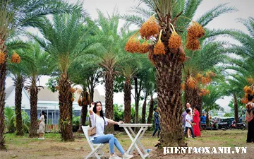 Trào lưu trồng cây chà là cho công trình cảnh quan trong năm 2020