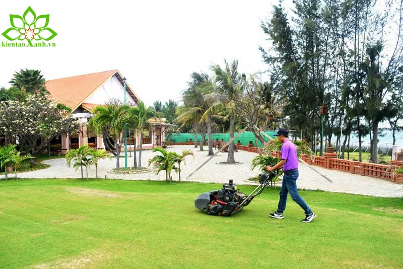 d. Bảo trì, bảo dưỡng tiểu cảnh khô.