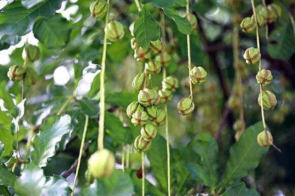 Lộc Vừng Có Mấy Loại Và Cách Nhận Biết Các Loại Lộc Vừng