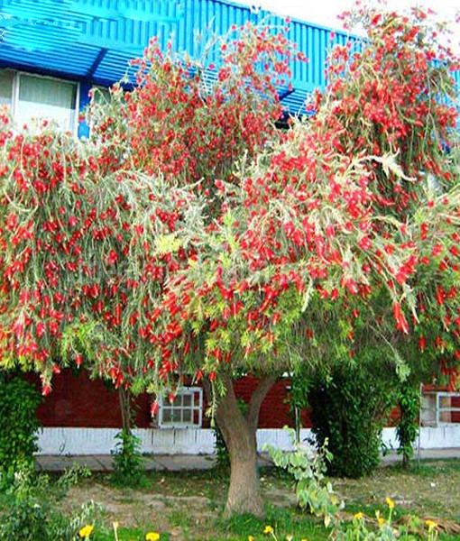 Cây Tràm Hoa Đỏ Là Cây Gì ? Có Phải Cây Liễu Rũ Không ?