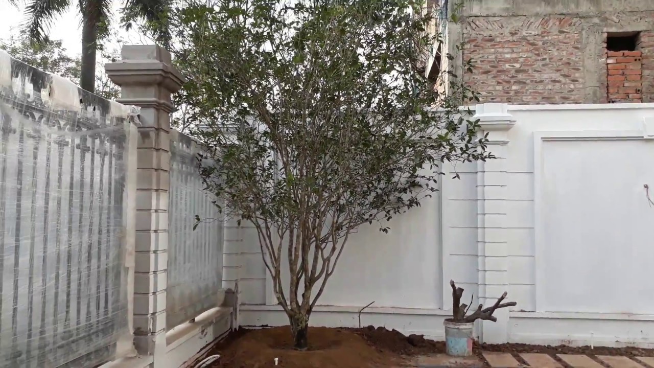 Cây Mộc Hương Là Cây Gì ? Tại Sao Cây Lại Mắc Và Có Ý Nghĩa , Công Dụng Gì ?