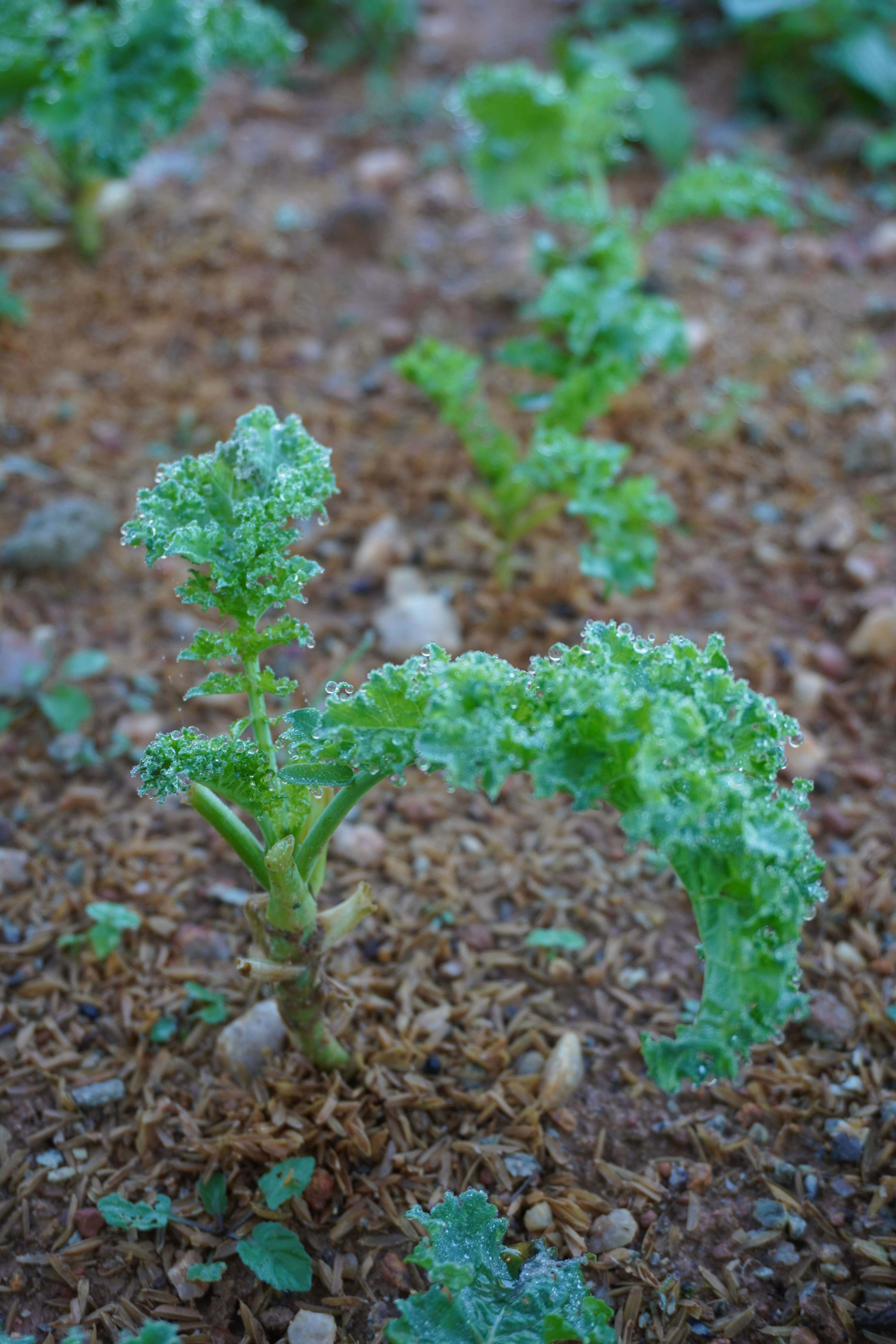 Vườn ươm cây cải xoăn Vườn ươm cây cải xoăn