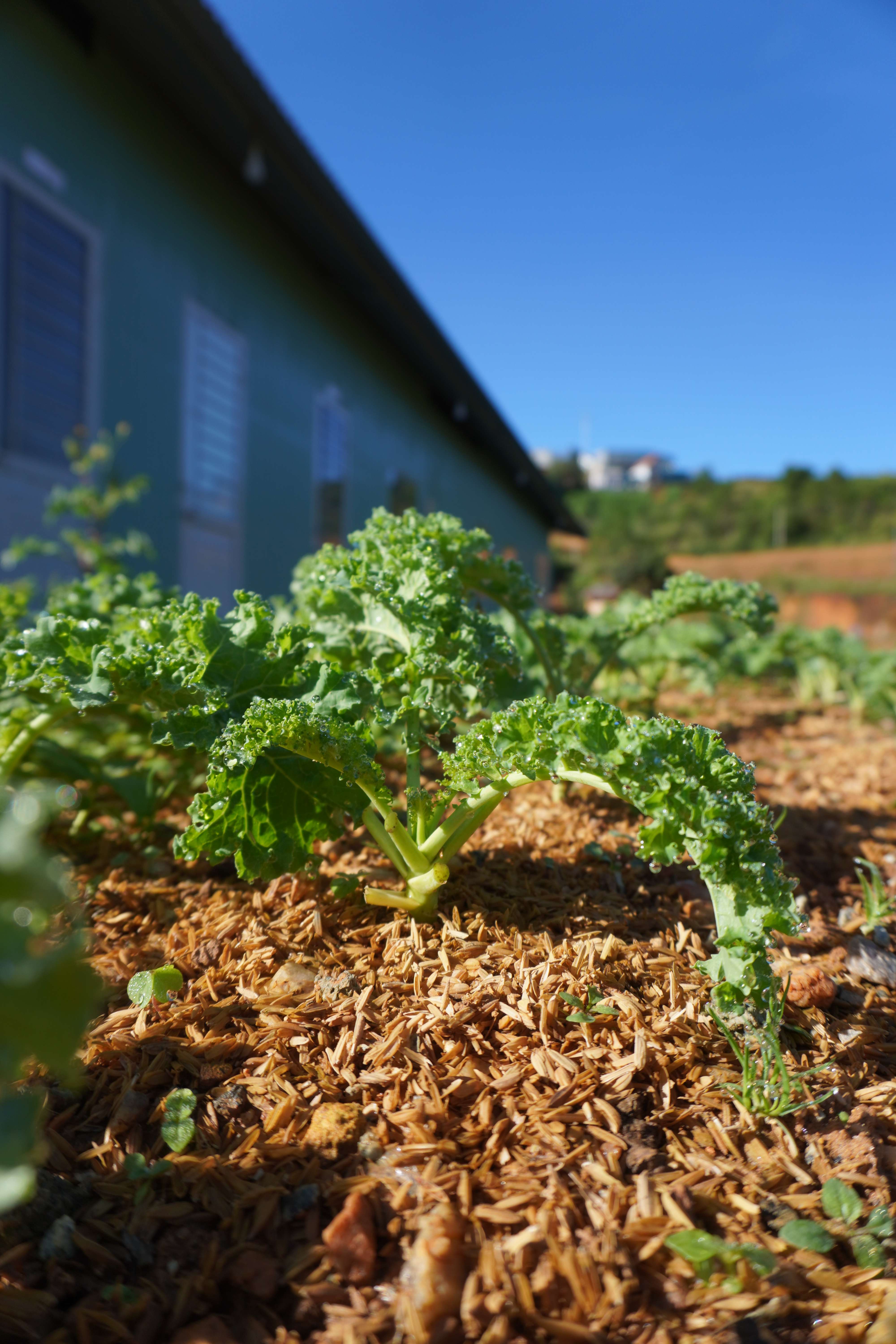 Vườn ươm cây cải xoăn Vườn ươm cây cải xoăn