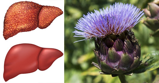 Công dụng trị bệnh của hoa Actiso Công dụng trị bệnh của hoa Actiso