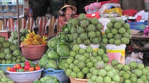 Hoa actiso bán ở đâu TP HCM Hoa actiso bán ở đâu TP HCM