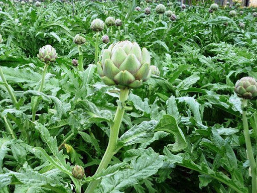 Hoa actiso bao nhiêu tiền 1kg Hoa actiso bao nhiêu tiền 1kg