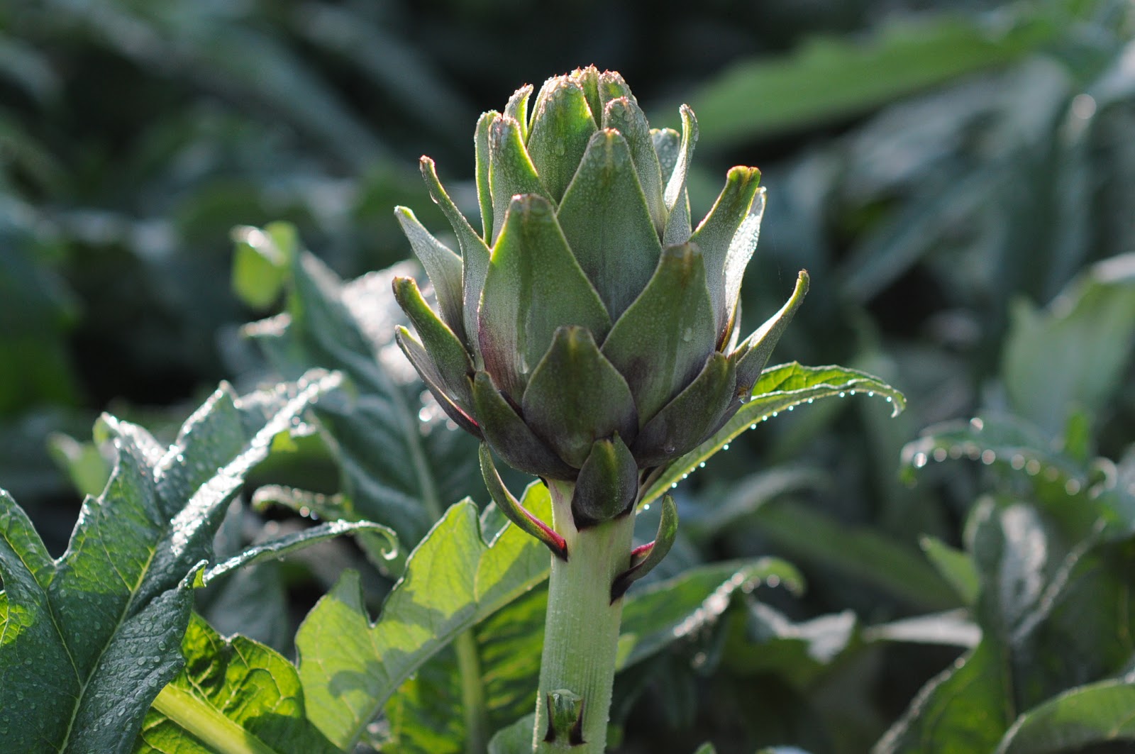 Hoa actiso xanh Hoa actiso xanh