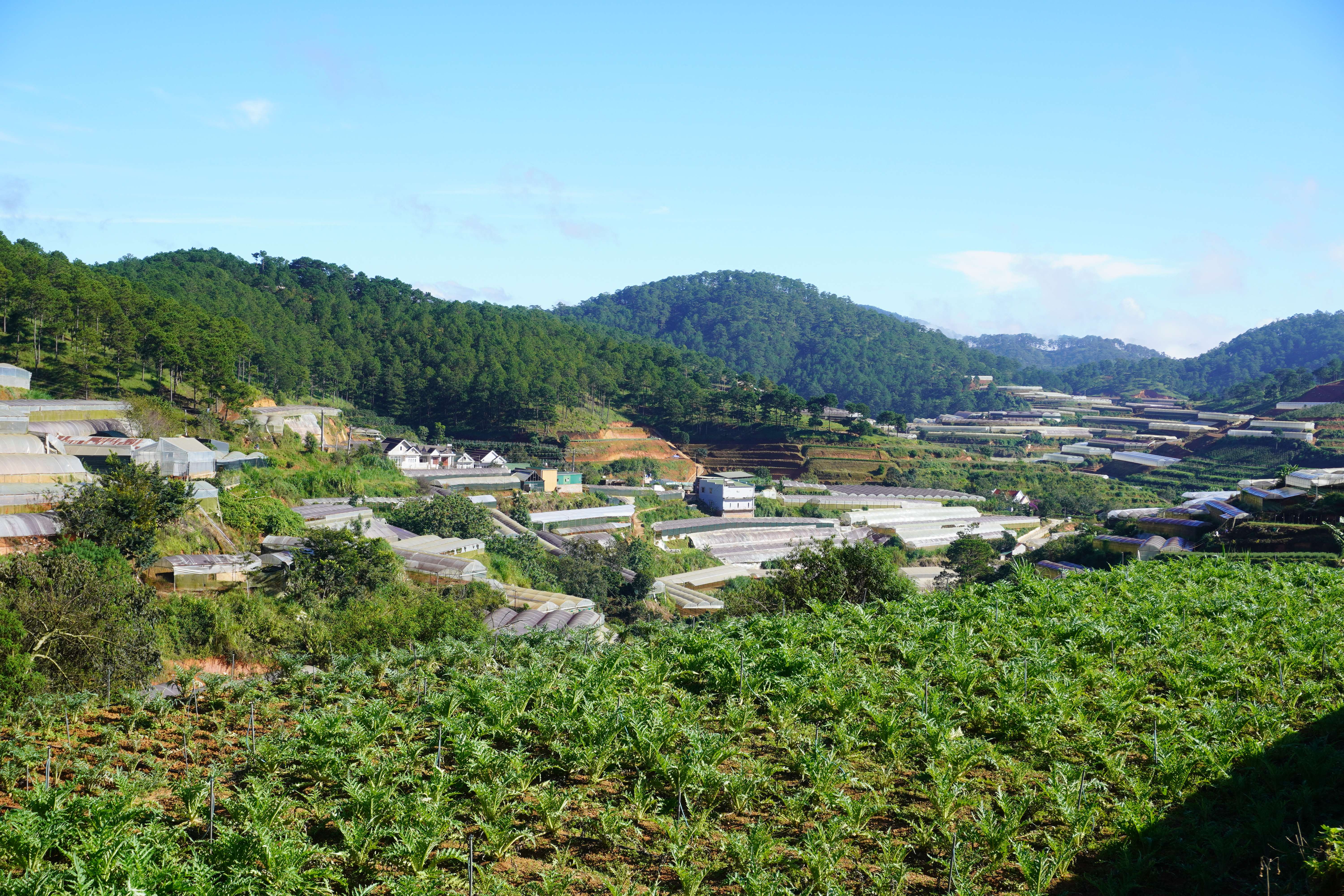 Làng actiso Xuân Thành Làng actiso Xuân Thành