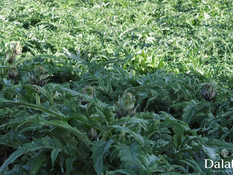 Trà Actisô túi lọc