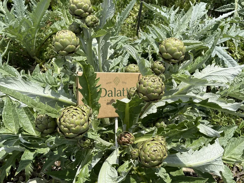 Trà Actisô túi lọc