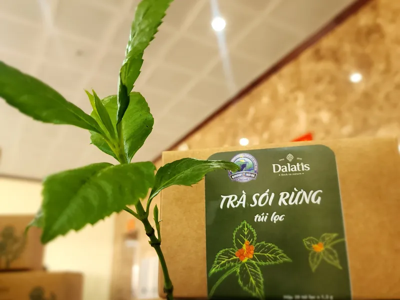 TRÀ SÓI RỪNG TÚI LỌC 
