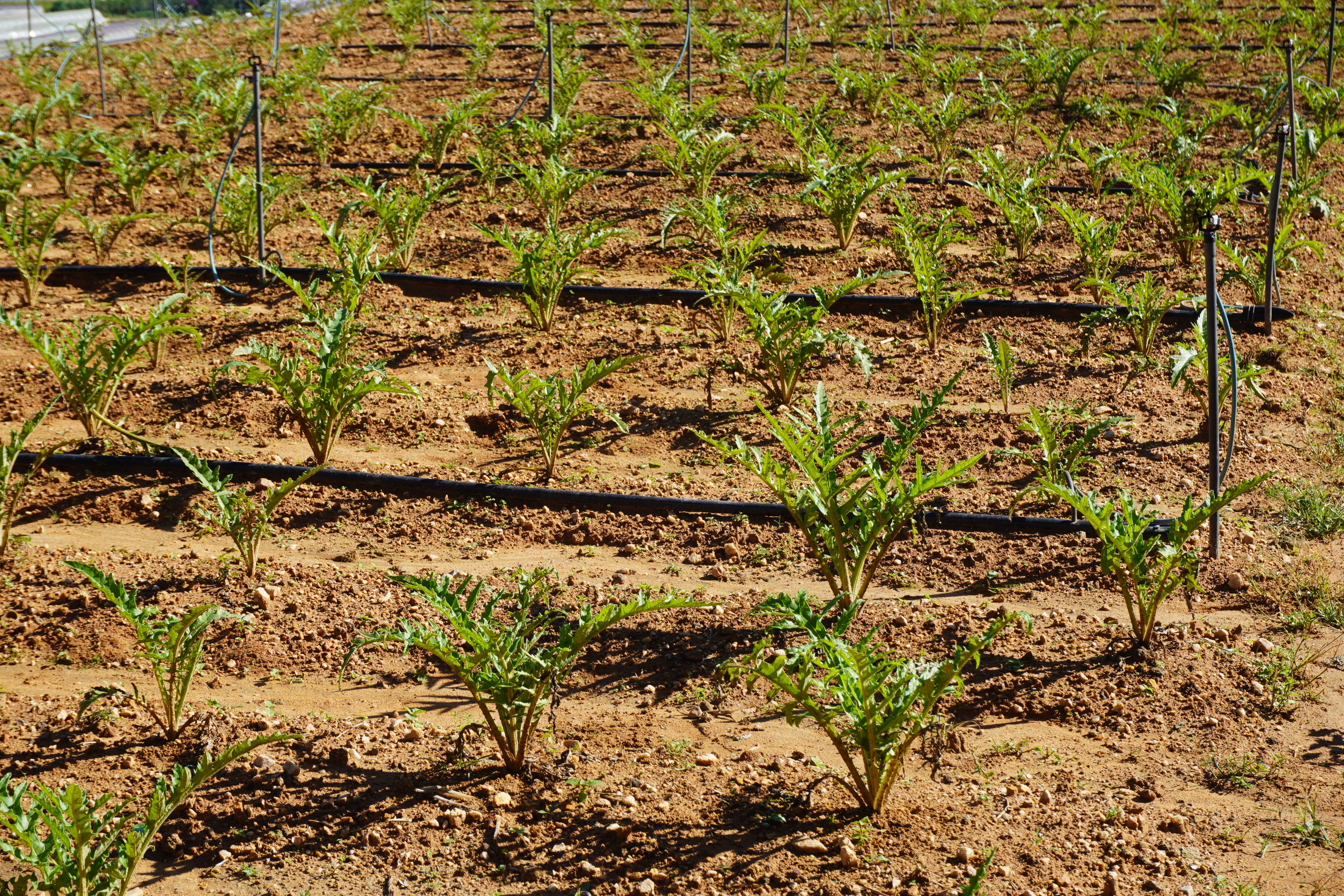 Vườn trồng actiso Vườn trồng actiso