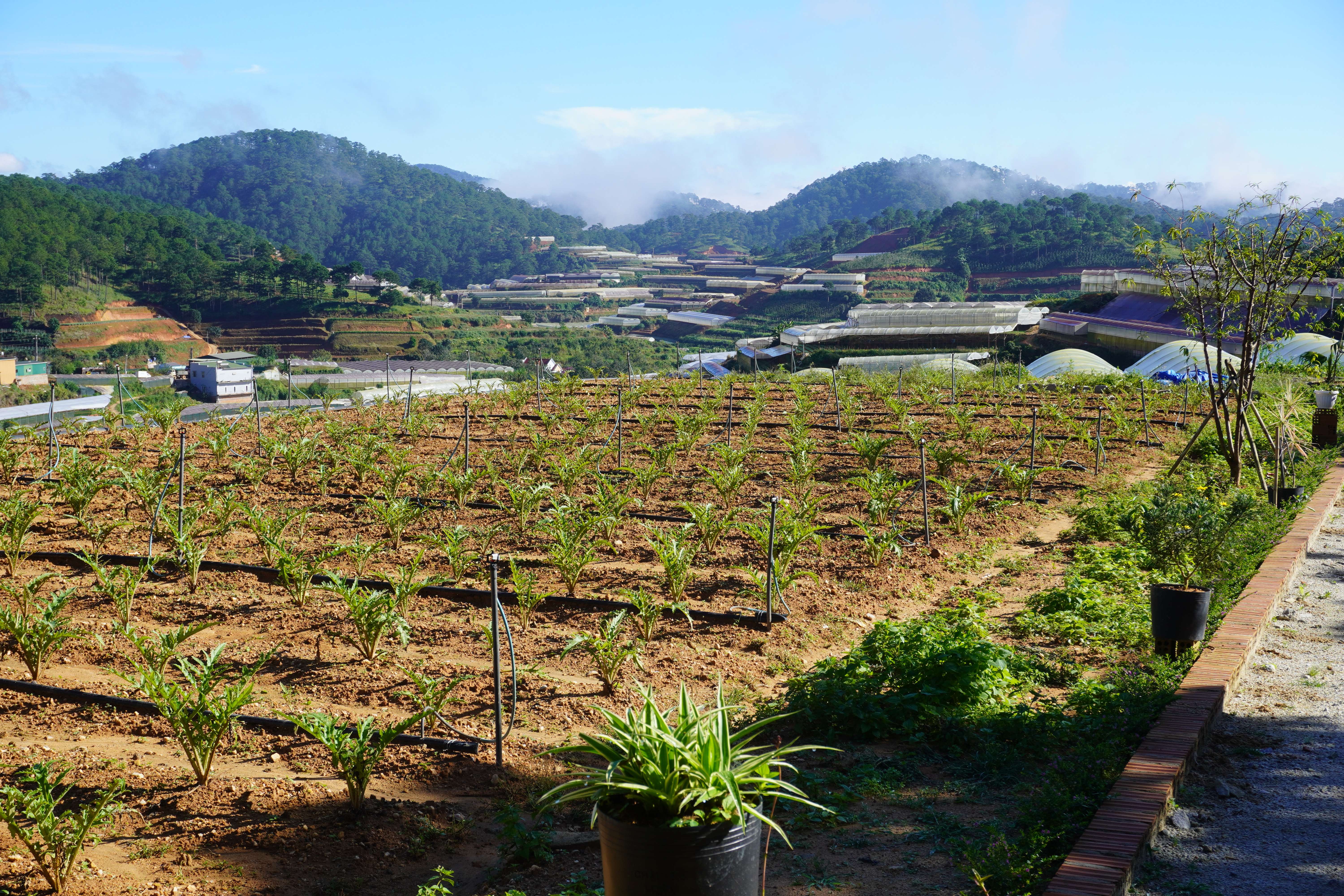 Vườn trồng actiso Vườn trồng actiso